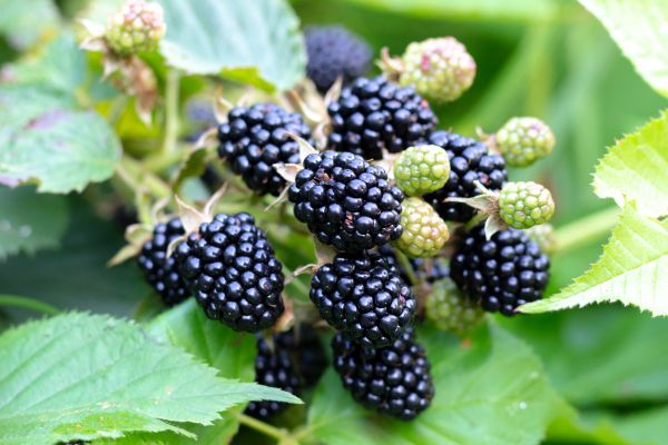 Blackberry Bush Removal in Lubbock