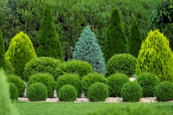 Cost of Bush Shaping Service in Lubbock