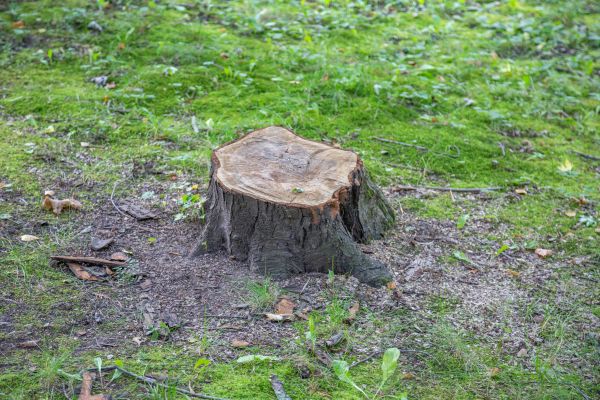 Bush Stump Removal in Lubbock