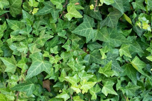 English Ivy Removal in Lubbock