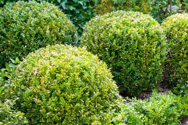 Landscape Trimming Service in Lubbock