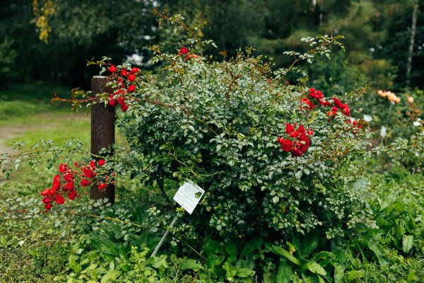 Rose Bush Removal in Lubbock