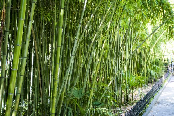 Bamboo Root Removal in Lubbock