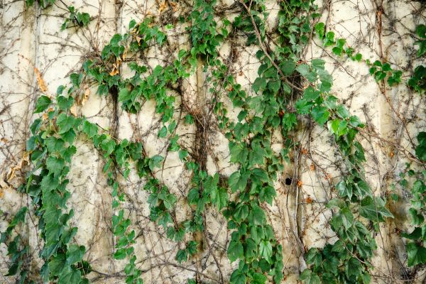 Vine Removal Service in Lubbock