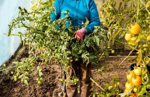 Cost of Garden Plant Removal in Lubbock