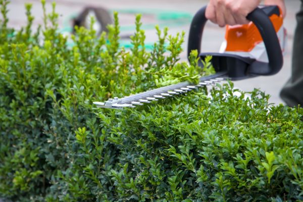 Hedge Shearing in Lubbock