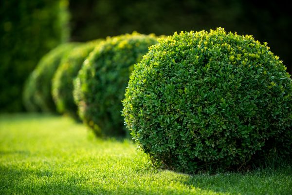 Cost of Bush Pruning in Lubbock