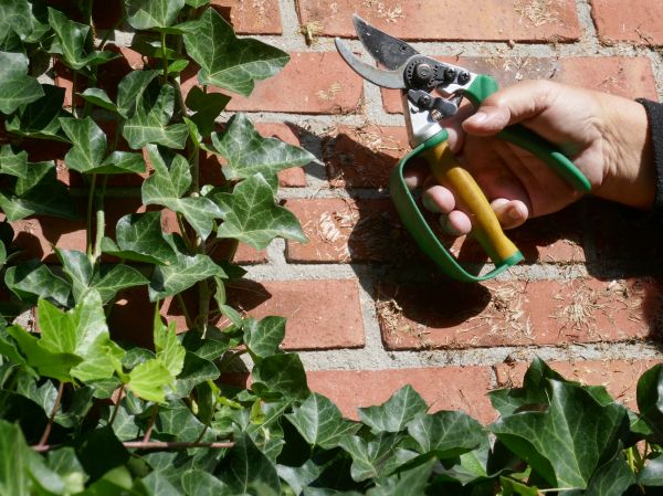 Ivy Removal Service in Lubbock