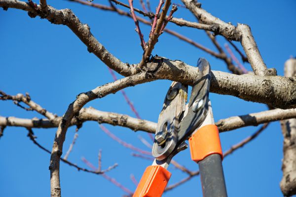Selective Pruning in Lubbock