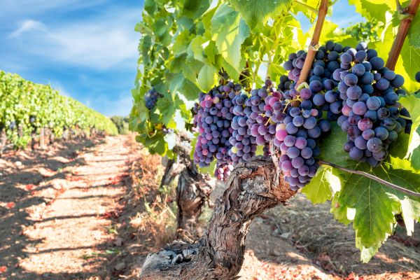 Cost of Grapevine Pruning in Lubbock