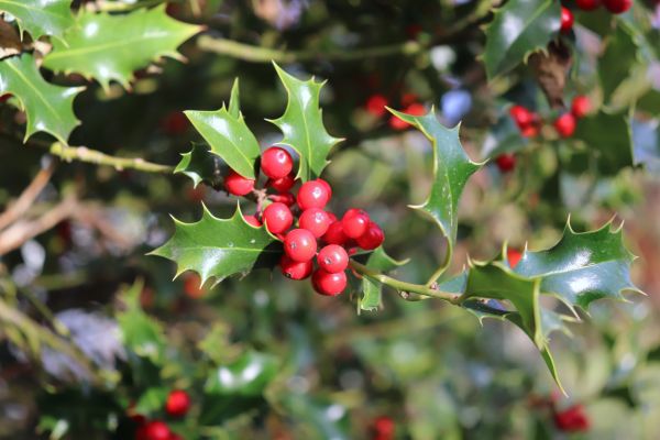 Holly Tree Trimming in Lubbock