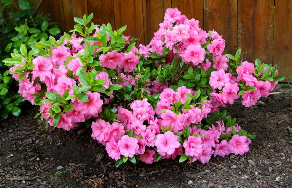 Cost of Azaleas Removal in Lubbock