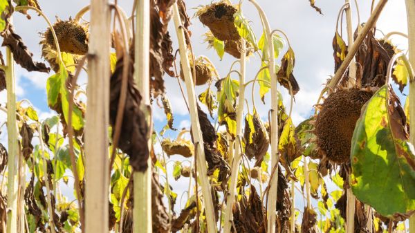 Cost of Dead Plant Removal in Lubbock