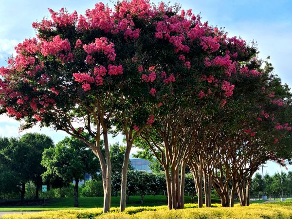 Cost of Crepe Myrtle Pruning in Lubbock