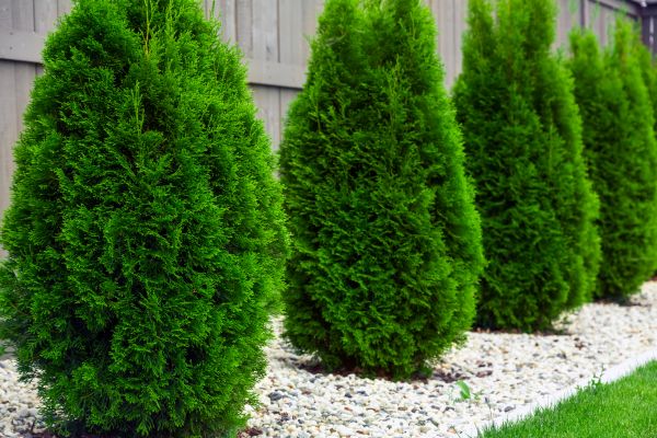 Arborvitae Pruning in Lubbock