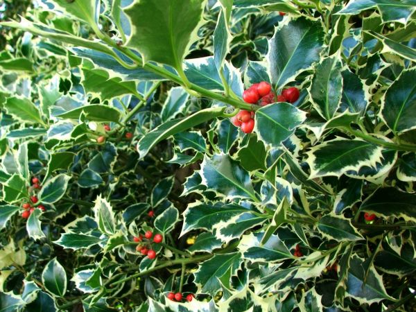 Holly Bushes Trimming in Lubbock