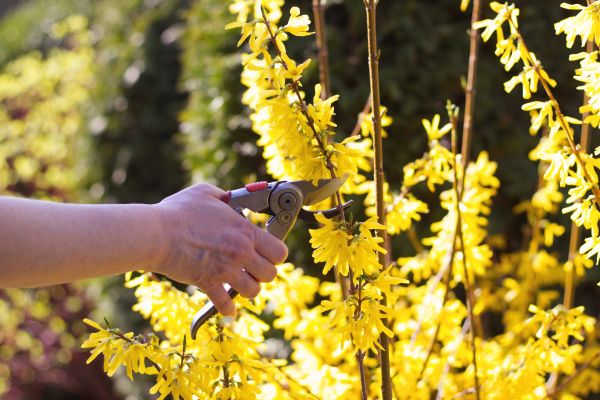 Forsythia Pruning in Lubbock