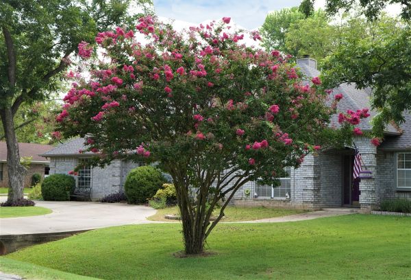 Crepe Myrtle Trimming in Lubbock