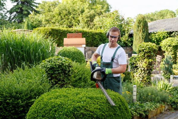 Shrubs Trimming in Lubbock