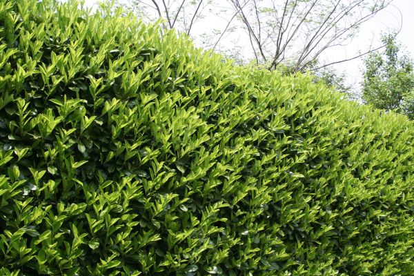 Cost of Laurel Shrub Removal in Lubbock