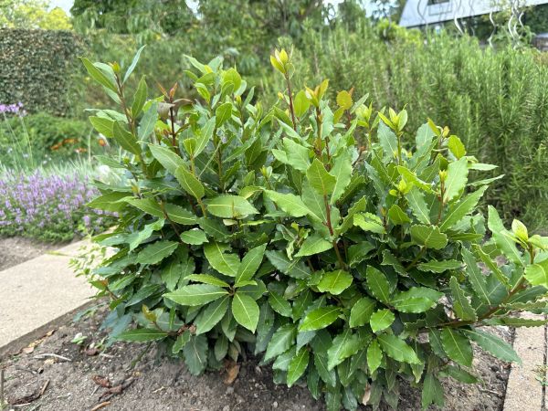 Cost of Laurel Hedge Removal in Lubbock