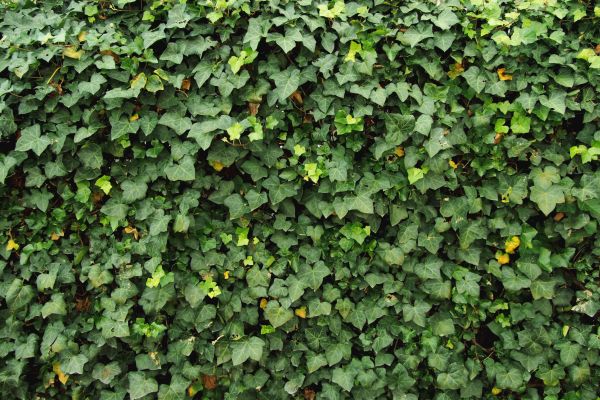Cost of Ivy Pruning service in Lubbock
