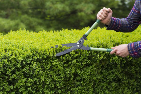 Evergreen Shrub Pruning in Lubbock