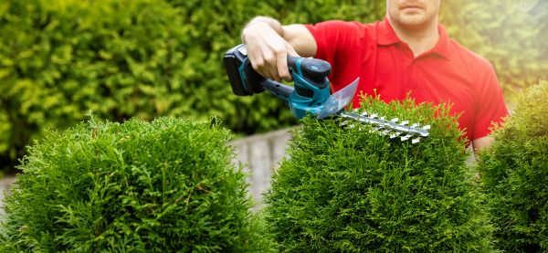 Cost of Hedge Shaping Service in Lubbock