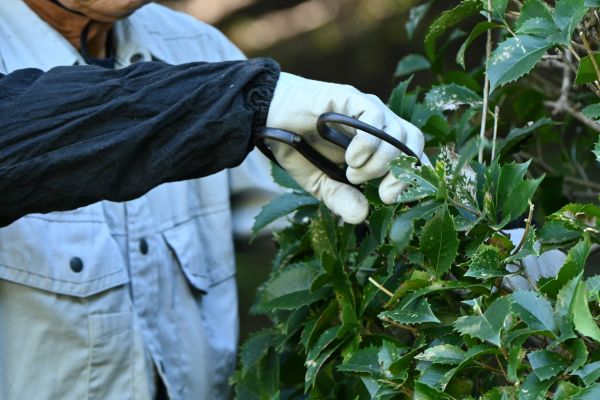 Holly Pruning in Lubbock