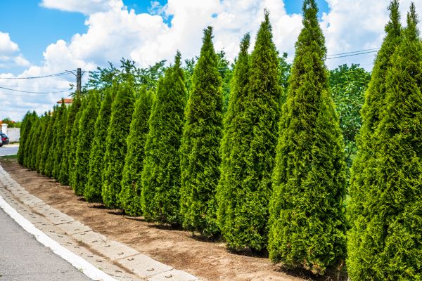 Cost of Arborvitae Shearing in Lubbock