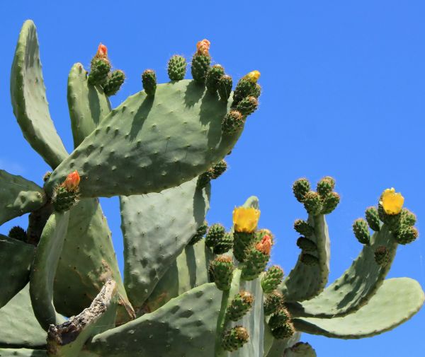 Cactus Removal in Lubbock