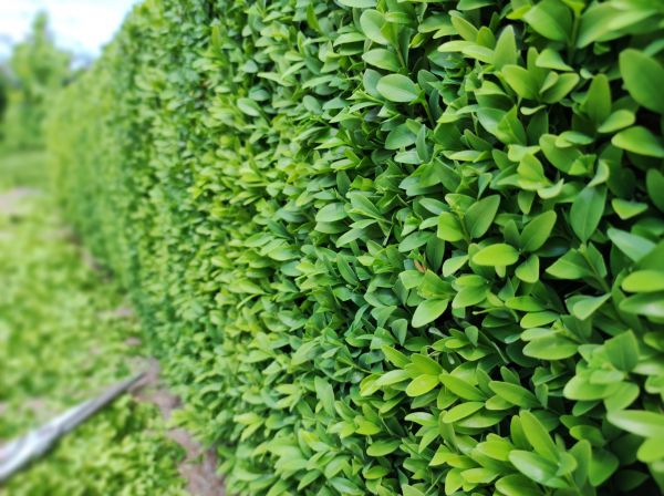 Cost of Boxwood Pruning in Lubbock