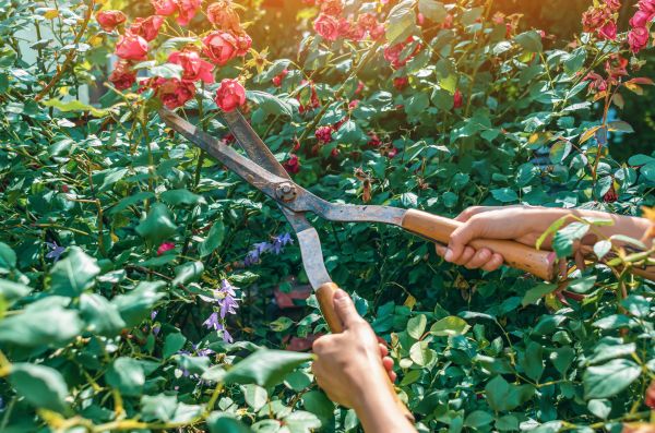 Knockout Roses Pruning in Lubbock
