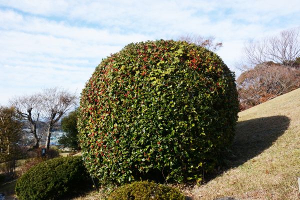 Holly Shrub Pruning in Lubbock