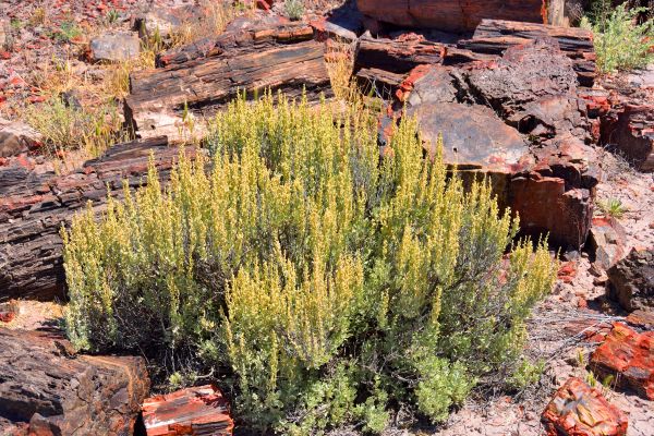 Sagebrush Removal in Lubbock
