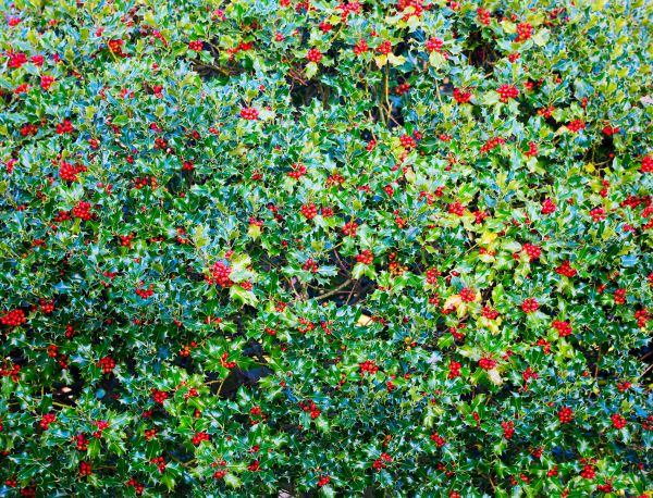 Holly Bush Removal in Lubbock
