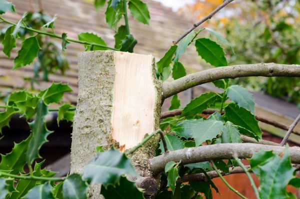 Holly Tree Removal in Lubbock