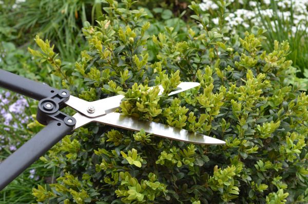 Cost of Boxwood Trimming in Lubbock