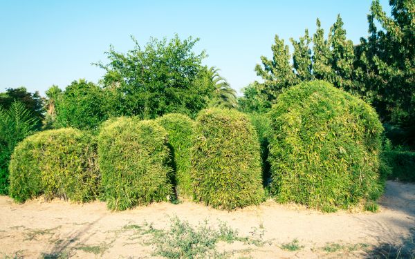 Cost of Bamboo Hedge Removal in Lubbock