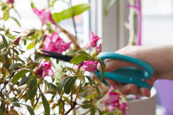 Azalea Pruning in Lubbock