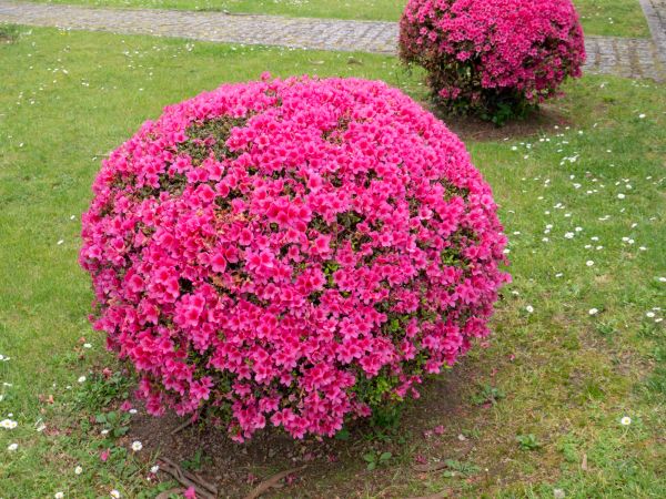 Rhododendron Pruning in Lubbock