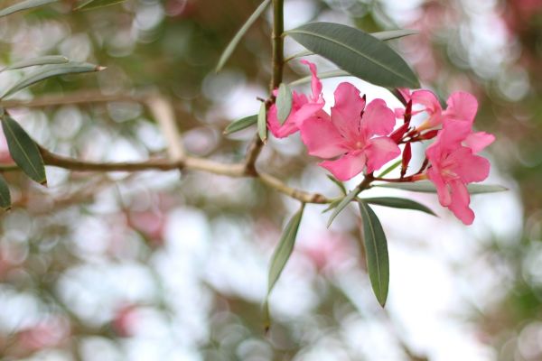Oleander Removal in Lubbock