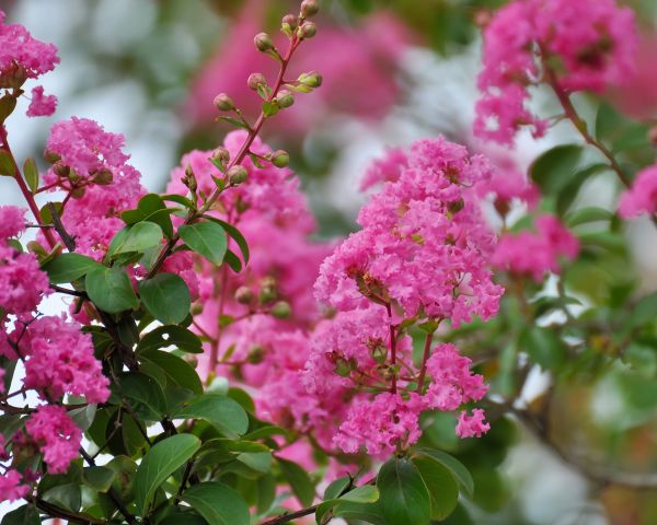 Crepe Myrtle Removal in Lubbock