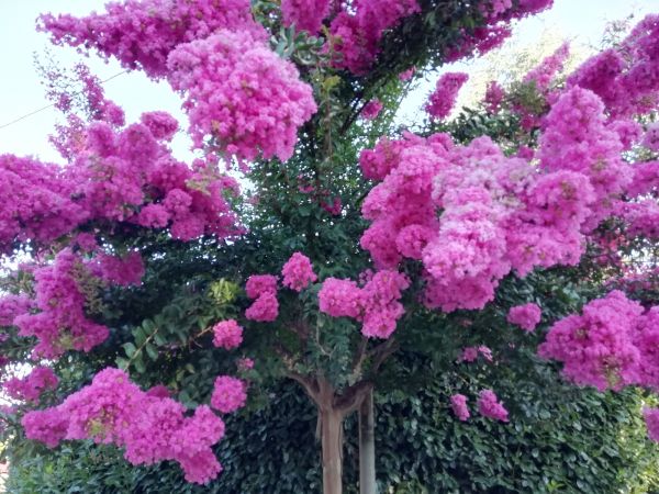 Crape Myrtle Pruning in Lubbock