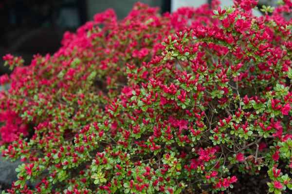 Cost of Weigela Removal Service in Lubbock