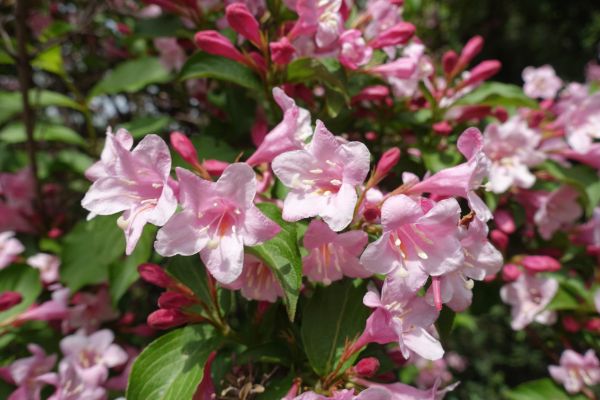 Cost of Weigela Pruning Service in Lubbock