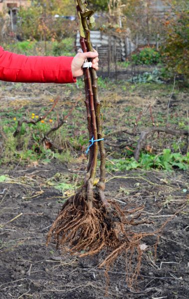 Shrub Root Removal in Lubbock