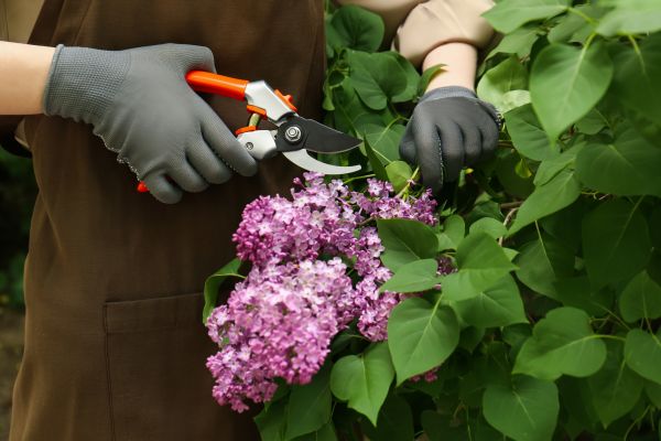 Cost of Lilac Pruning Service in Lubbock