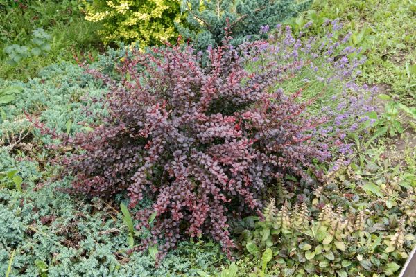 Cost of Japanese Barberry Removal in Lubbock