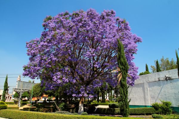 Jacaranda Pruning in Lubbock